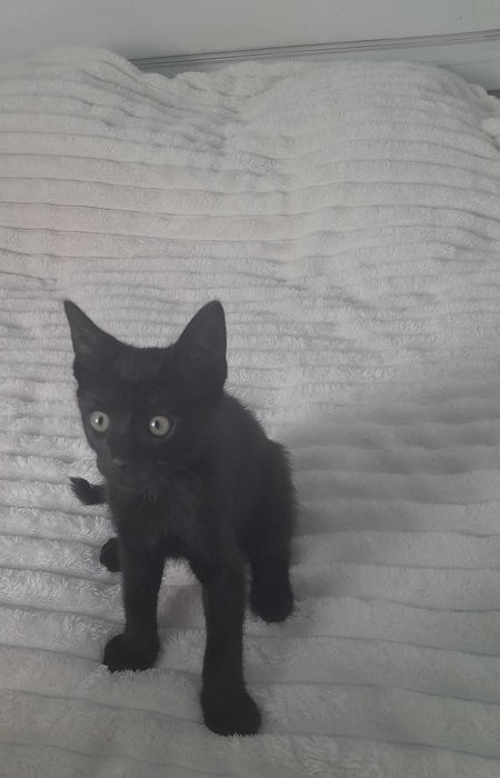 Gatinha da sorte procura uma família!