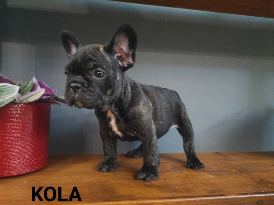 Buldog francuski suczka  rodowód do odbioru