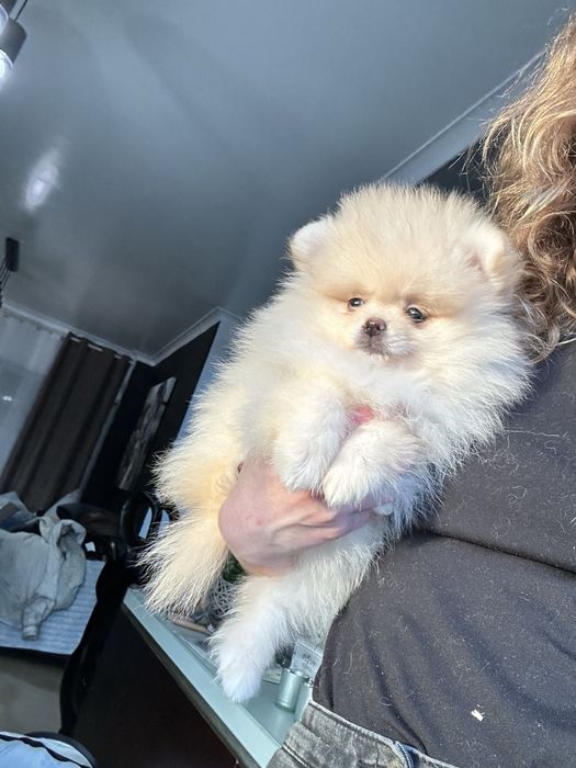 Lulu da pomerânia Fêmea com LOP, pronta para entrega