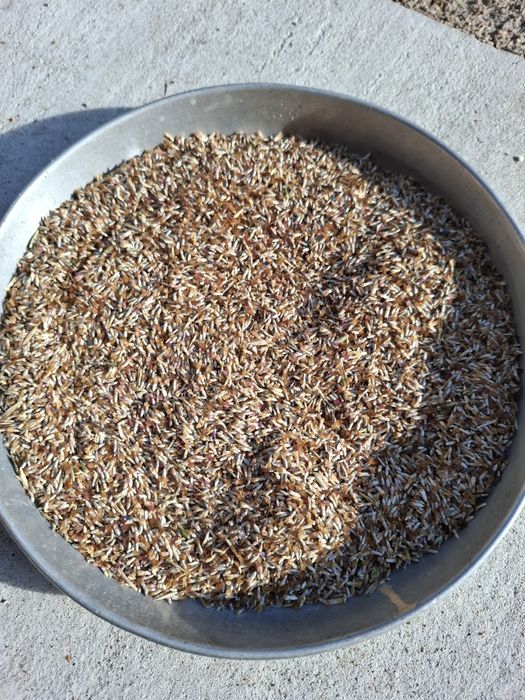 Chaber bławatek, nasiona, oczyszczone, 2025