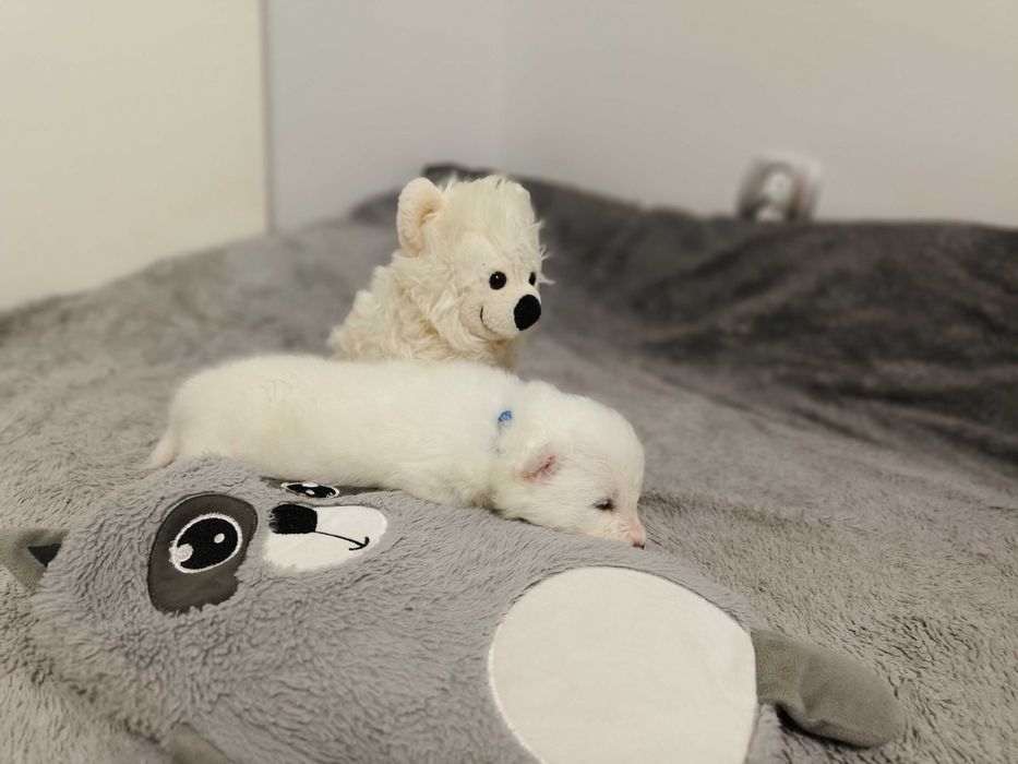 Samoyed szczenię ZKwP/ FCI