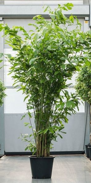 Magníficas Palmeiras rabo-de-peixe Caryota mitis