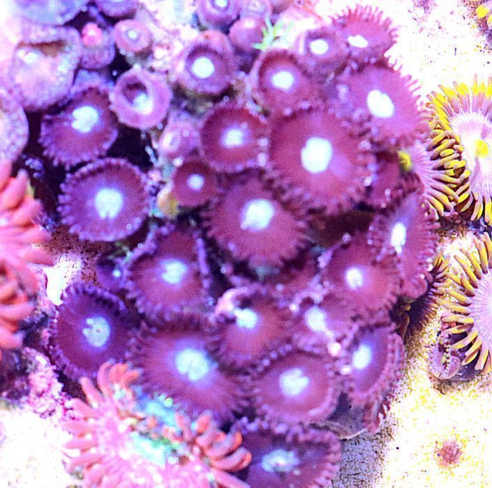 Zoanthusy Nazwy Nie znam 7-9 główek Wysyłka  FLUOLAMPS.PL WYSYŁKI