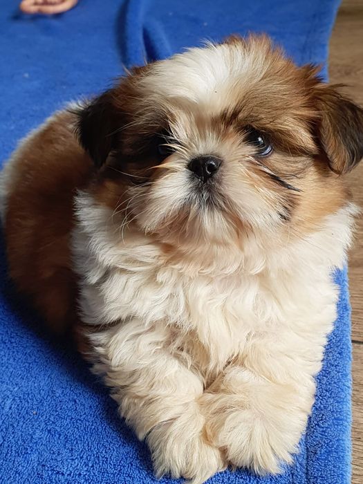 Shih tzu /Urocza  mini sunia