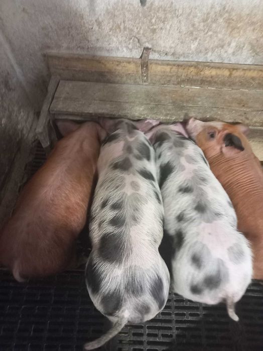 Поросята мясної породи