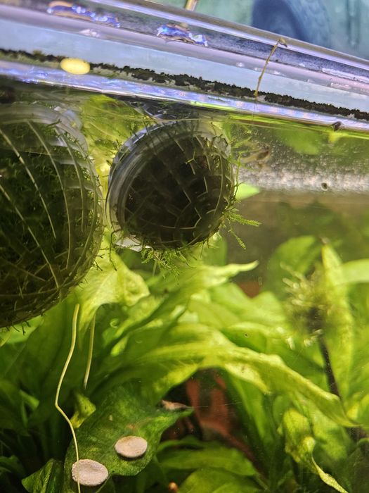 musgo para aquario mini bola