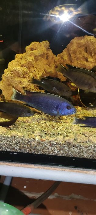 Аки белохвостый взрослые