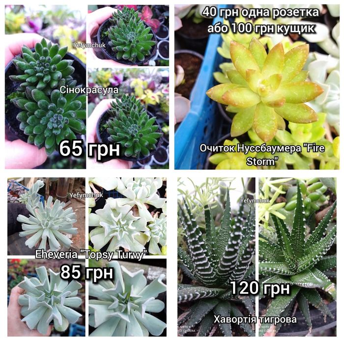 Кімнатні сукуленти