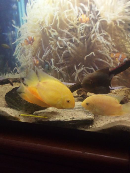 Sprzedam rybki akwariowe