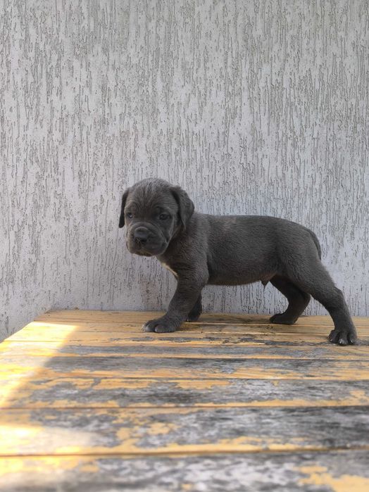 cane corso szczeniak