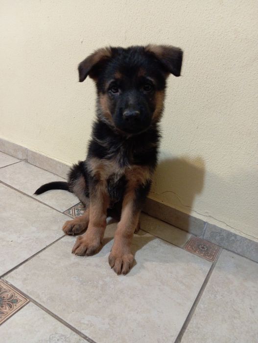 Щенки немецкой овчарки