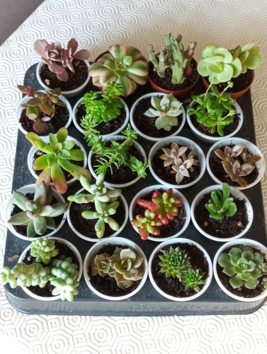 Pak de pequenas suculentas variadas 0,50€ cada uma.