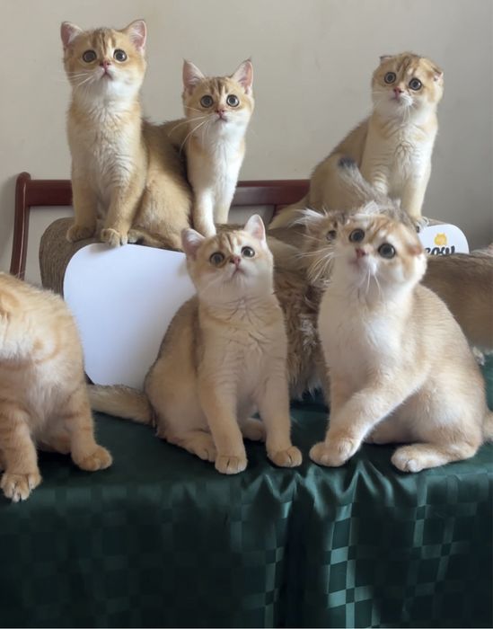 Вислоухі хлопчики та прямовухі дівчатка