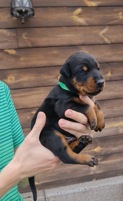 Щенки добермана. Добермани ТОП Круті добермани. Є доставка, Купіровка
