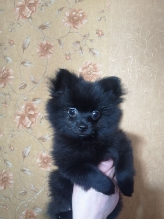 Продам щенка шпица мальчика