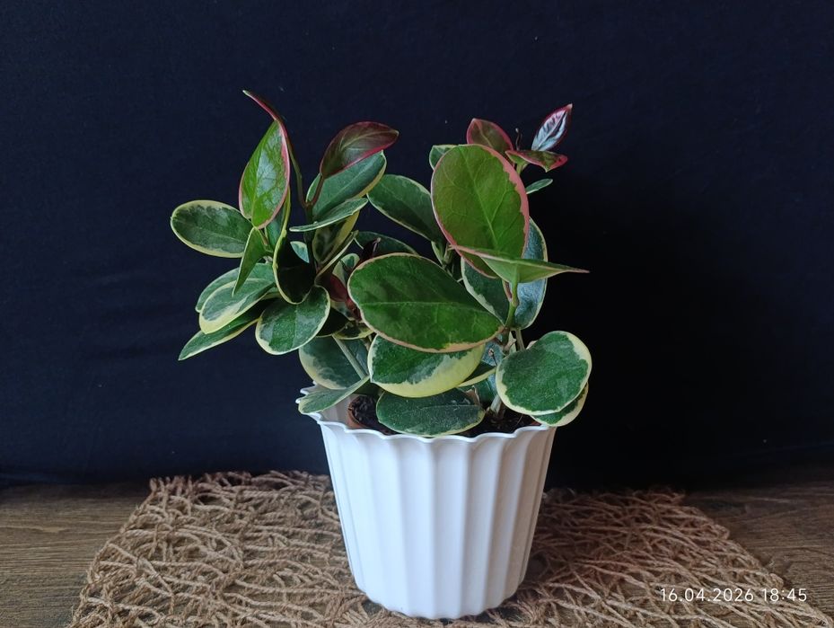 Hoya Australis Blondie