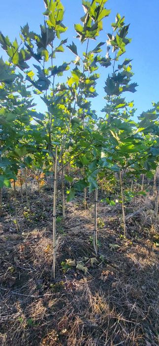 klon lipa brzoza robinia dąb drzewa alejowe  do nasadzen zastępczych