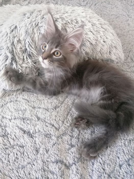 Бронь. Котик мейн-кун .