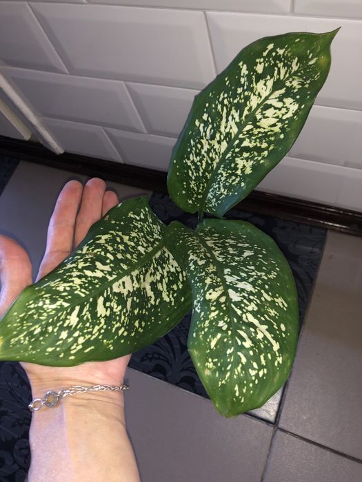 Диффенбахия деффинбахия пятнистая