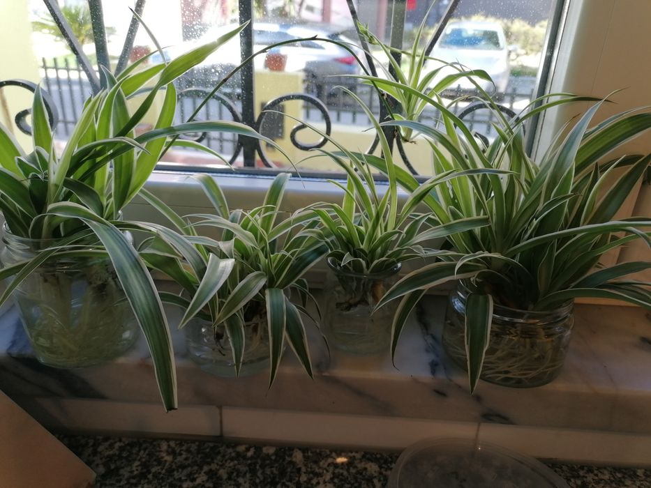 Planta aranha (clorofito)