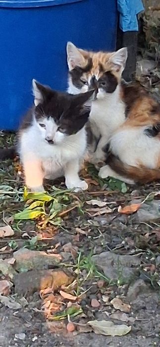 Кошенята  котята