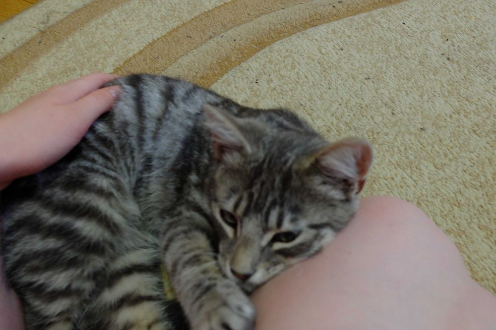 Гарненьке 4 місячне кошеня котик