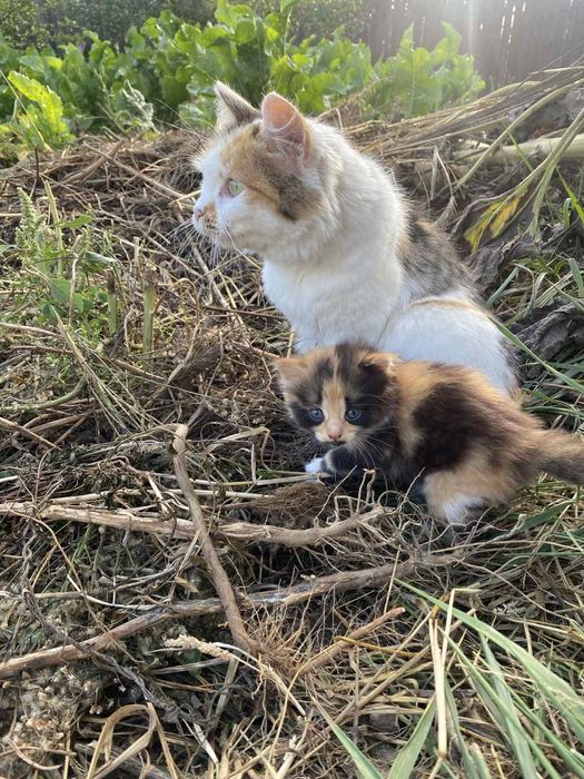 Кошенята в добрі руки