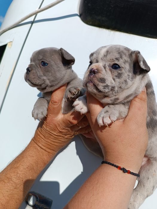 Французики чистокровні,красиві,здорові,розумні,найкращі,різних колір
