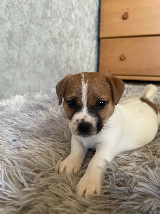 Цеценята Джек-рассел терʼєр