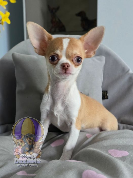 Cudowna **Chihuahua Mini **Niebieskooka