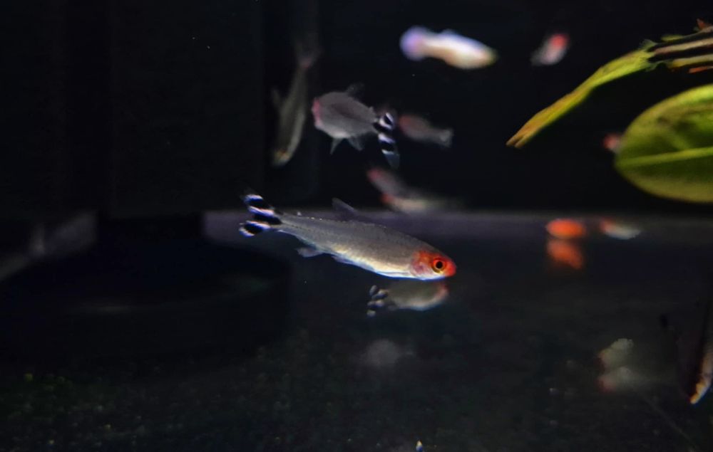 Rodostomus (Hemigrammus rhodostomus)