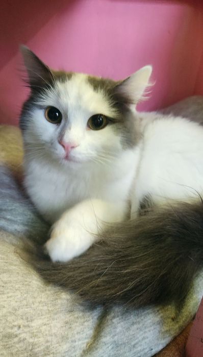 Отдам даром в добрые руки пушистую серо-белую кошечку