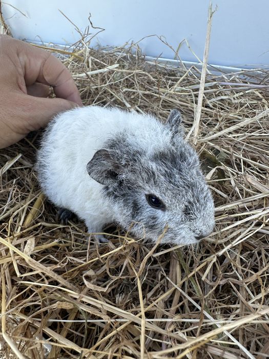 Us teddy, várias cores