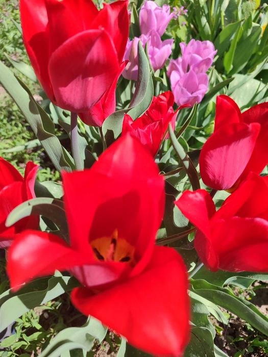 Тюльпани з клумби