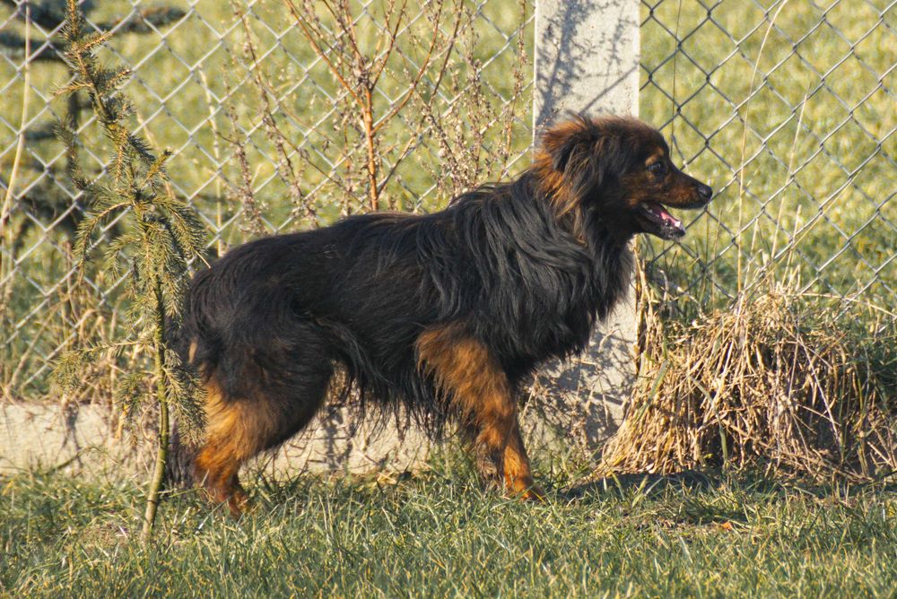 Bono - kudłaty psiak szuka domu