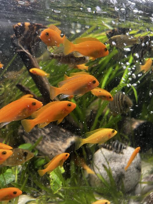 Псевдотрофеус Красная зебра