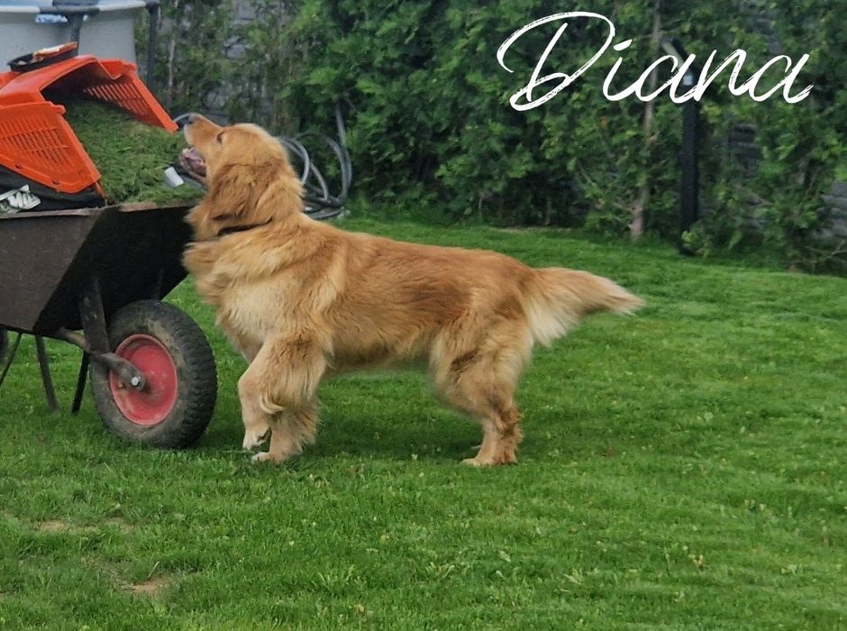 Golden Retriever  szczeniaki Złote / Ciemno Złote