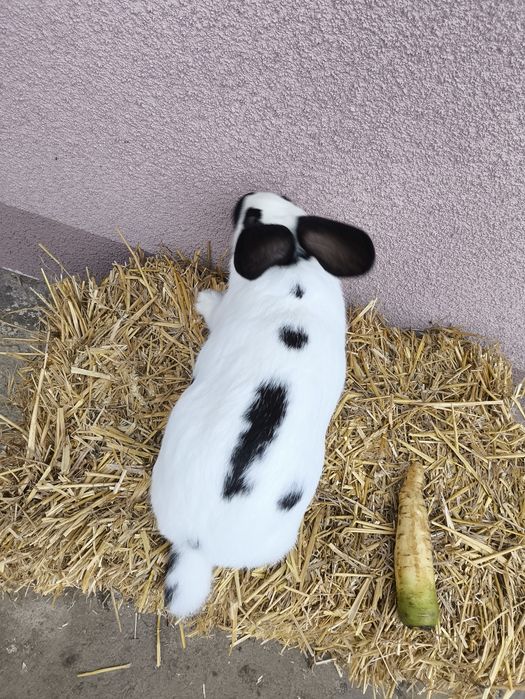 Продам кроликів є різні