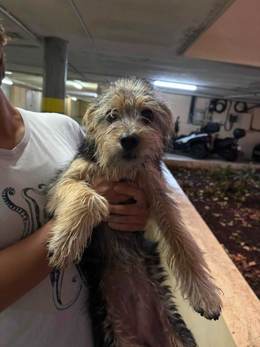 Cães com cerca de 1 ano para adoção responsável