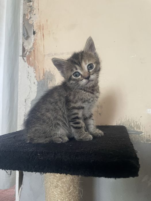 Кошенята віддам даром