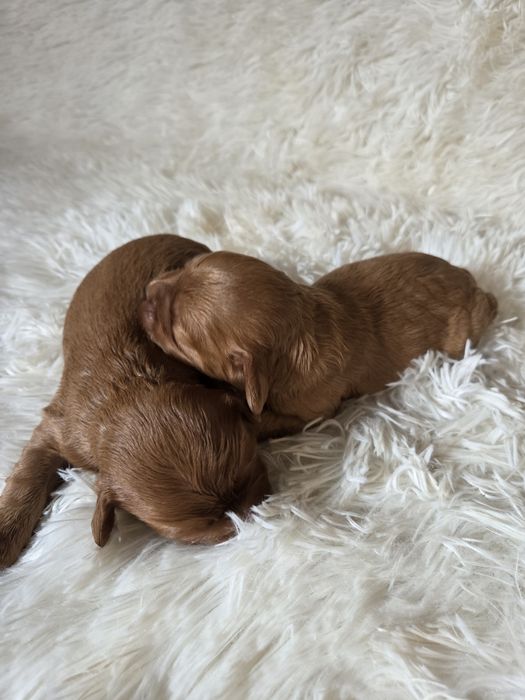 Cavapoo szczeniak cavalier & pudel
