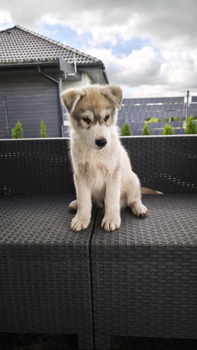 Siberian Husky z rodowodem - Związek kynologiczny FCI