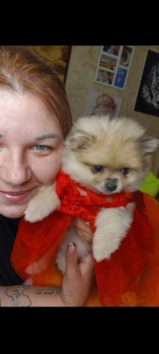 Померанський шпіц дівчата