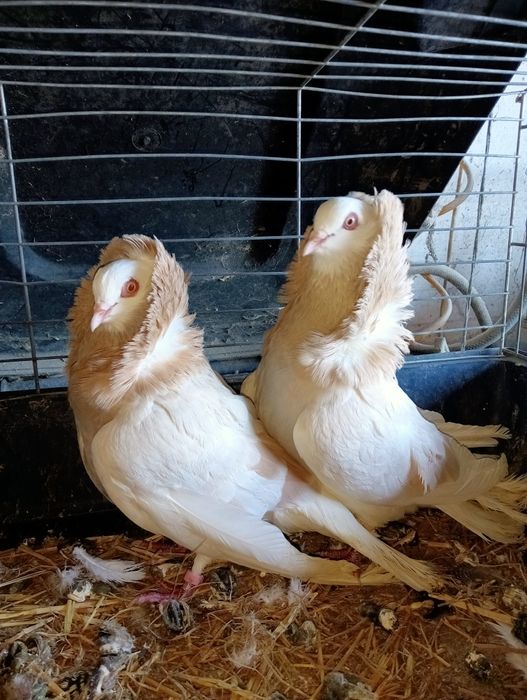 Sprzedam gołębie kapucyny holenderskie para