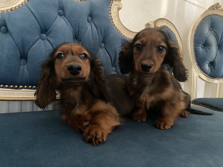 Jamnik długowłosy miniaturowy piesek