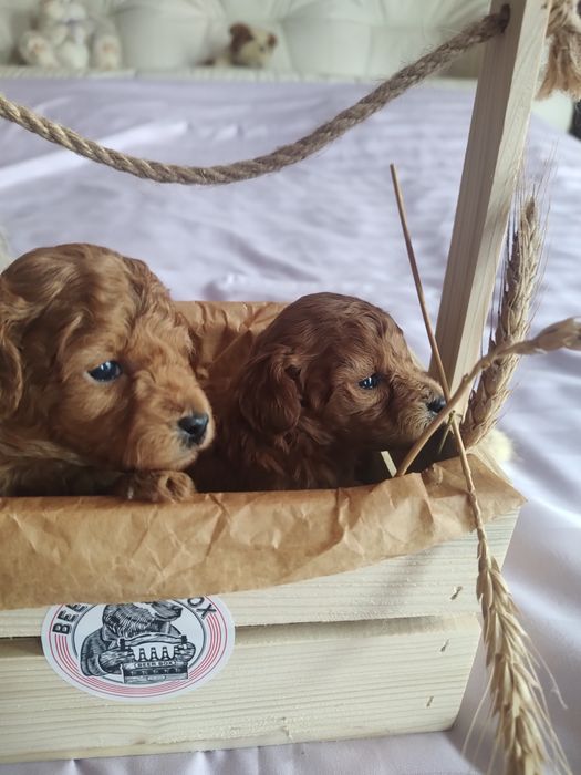 Той пудель дітки.