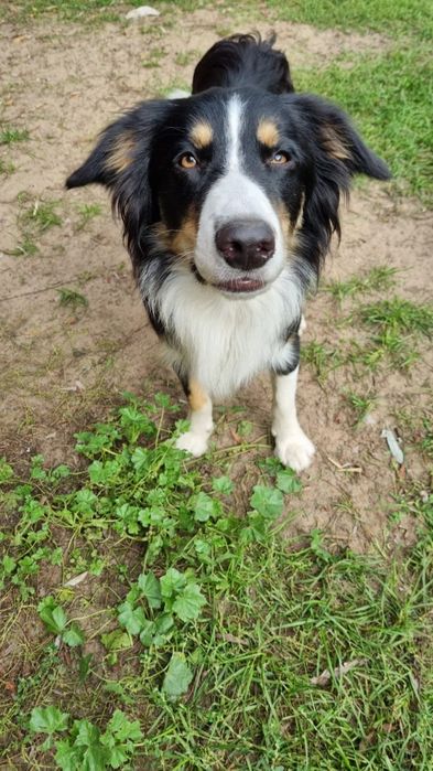Piesek po border collie
