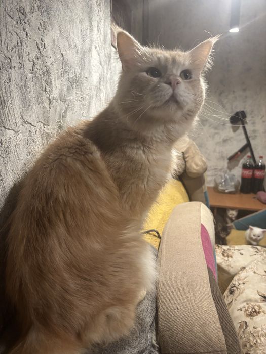 Роскошный котик мейн куна к бронированию!