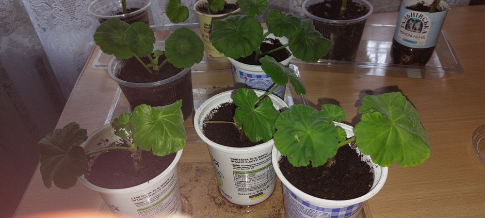 Герань пеларгонія калачик