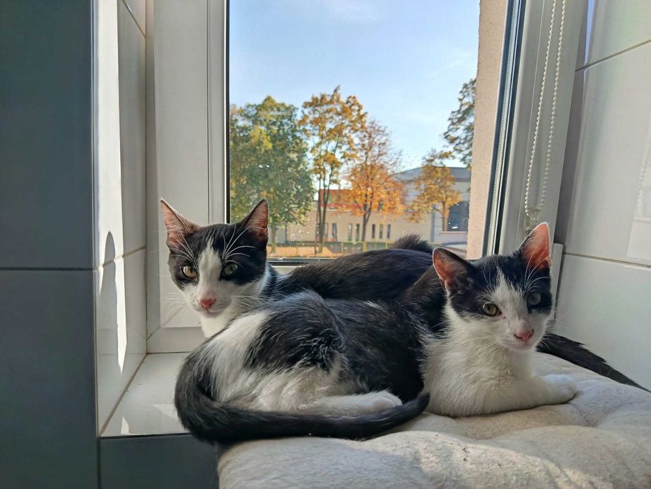 Niko: mały skarb, który roztopi każde serce. Gotowy do adopcji!